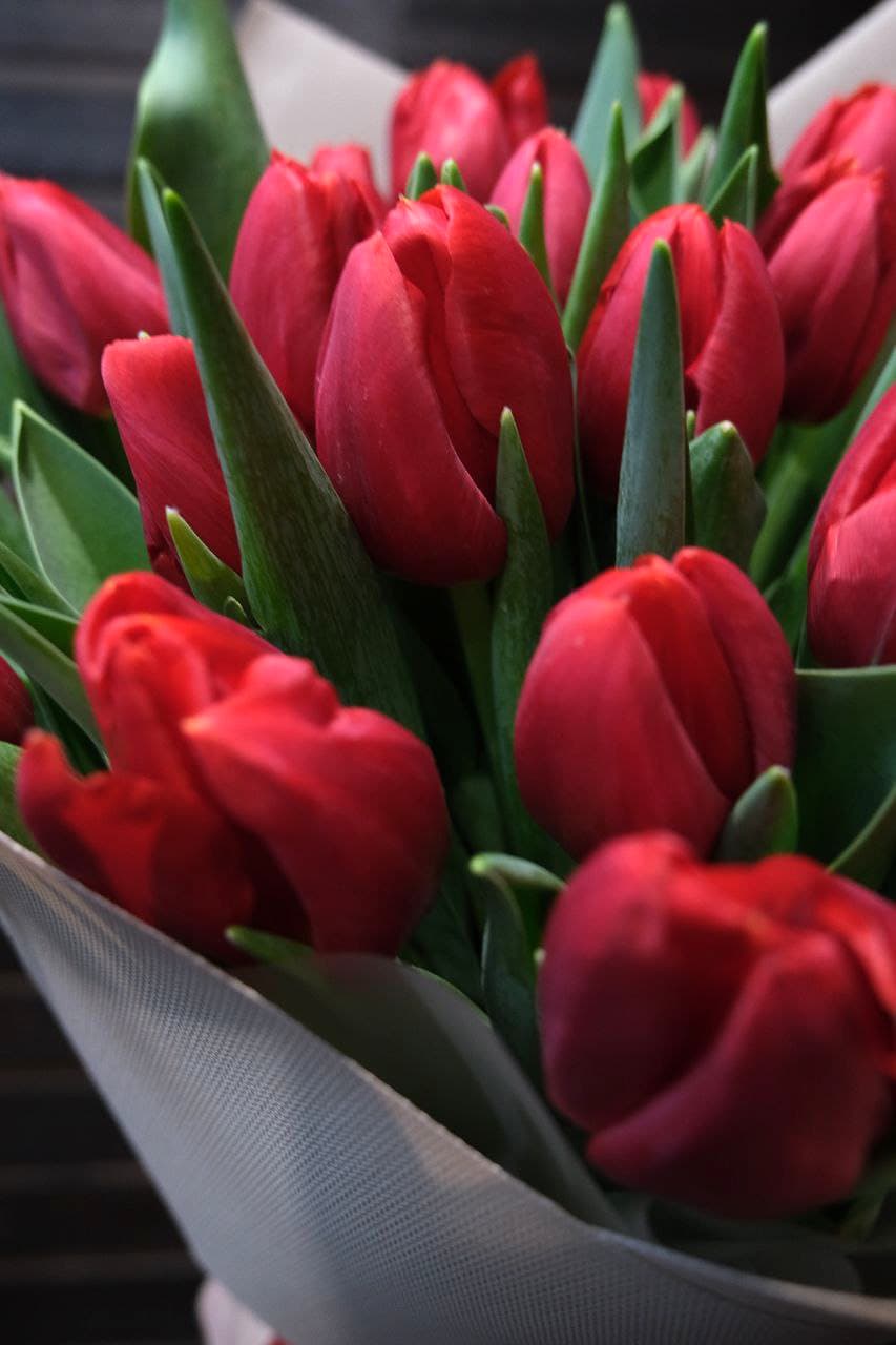 tulips